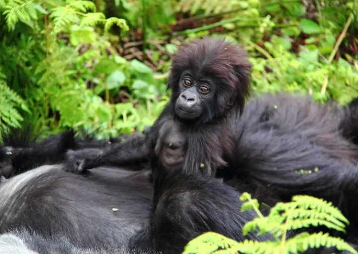 Frequently asked questions about discounted gorilla permits