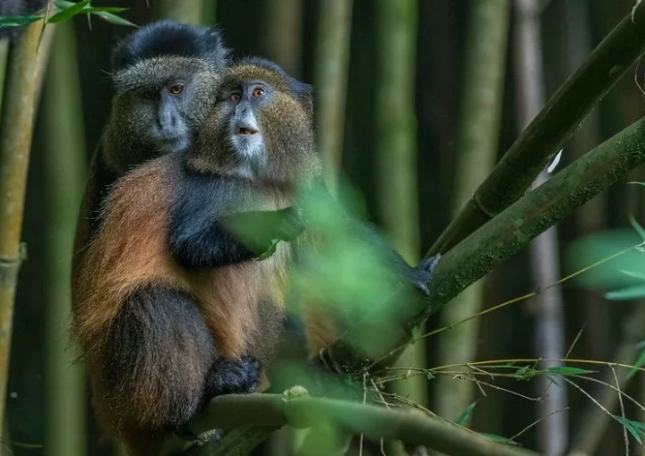 Golden Monkey Permits Mgahinga.