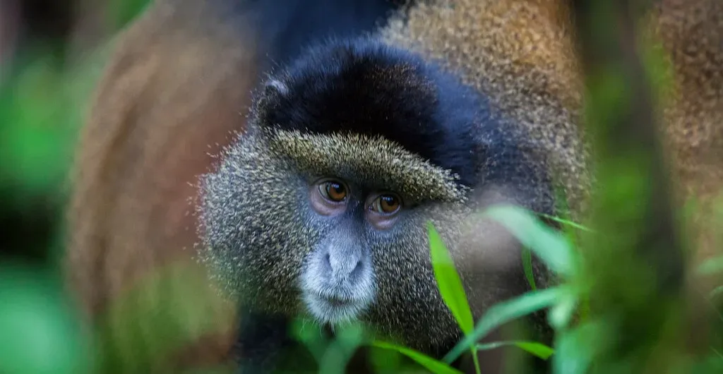 Golden Monkey trekking in Rwanda