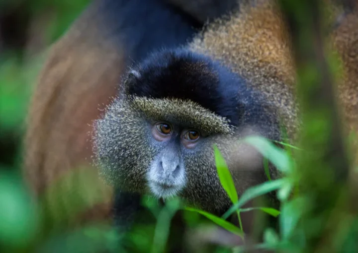 Golden Monkey trekking in Rwanda