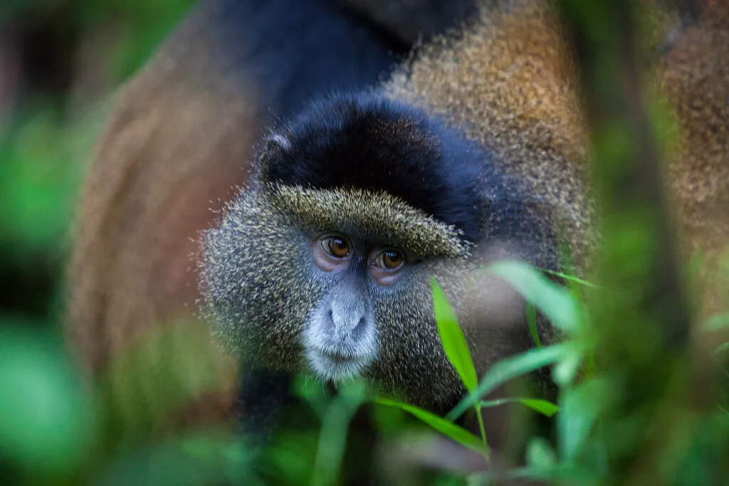 Golden Monkey trekking in Rwanda