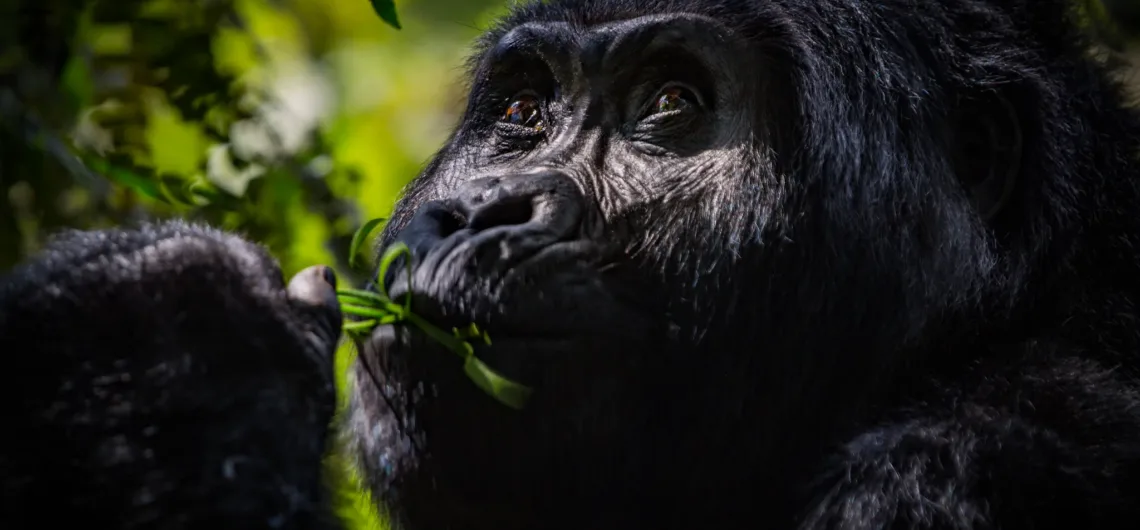 Gorilla Filming in Mgahinga | mountain gorillas