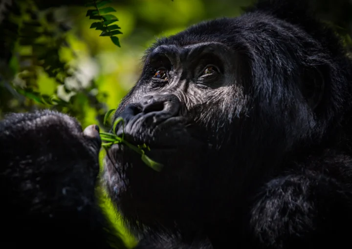 Gorilla Filming in Mgahinga | mountain gorillas