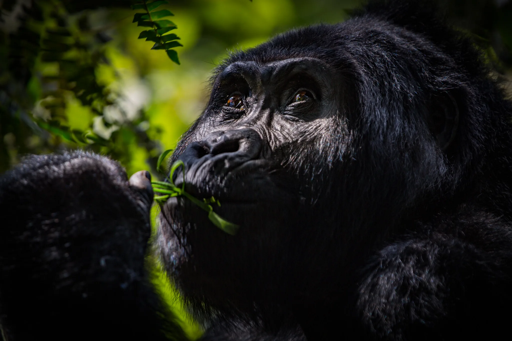 Gorilla Filming in Mgahinga | mountain gorillas