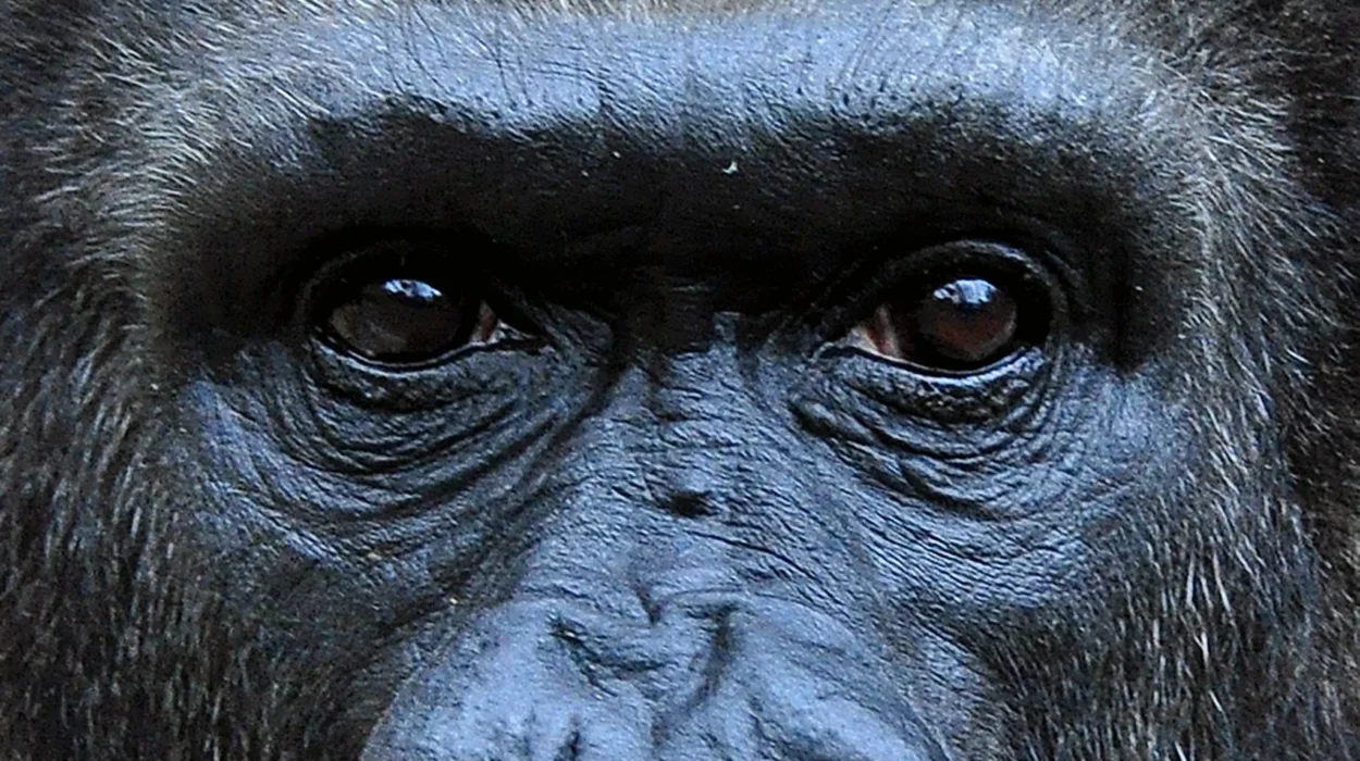 Gorilla Filming in Nkuringo Sector of Bwindi