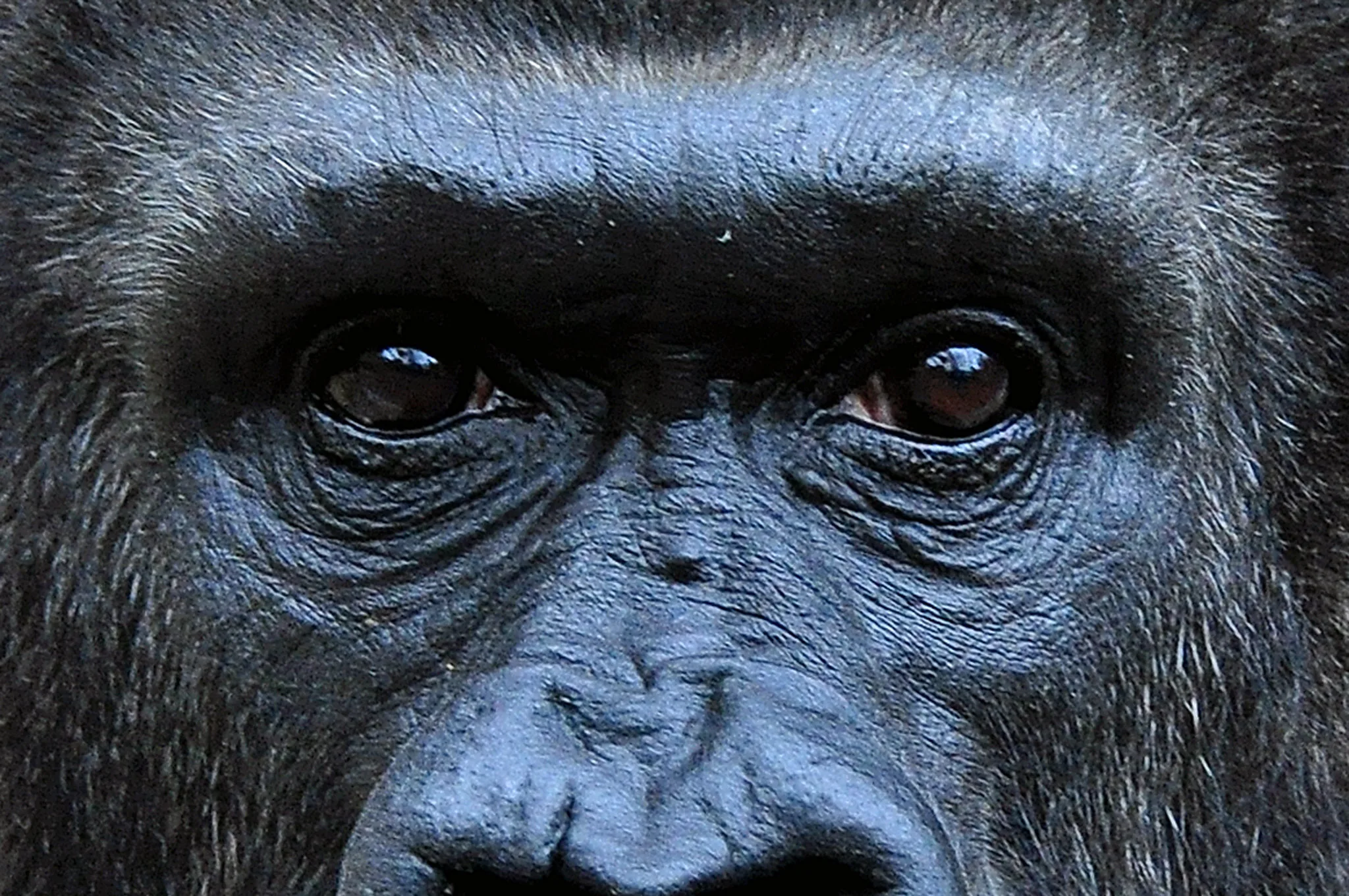 Gorilla Filming in Nkuringo Sector of Bwindi