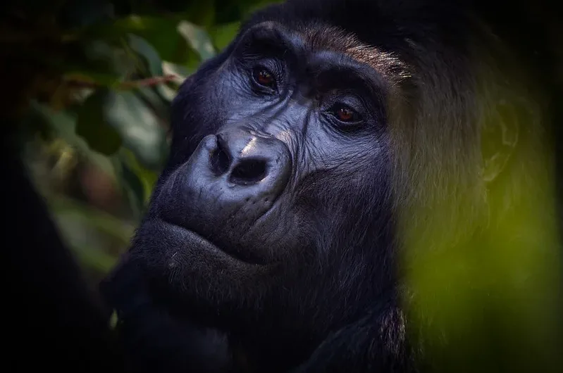 Gorilla Filming in Ruhija Sector | Bwindi forest