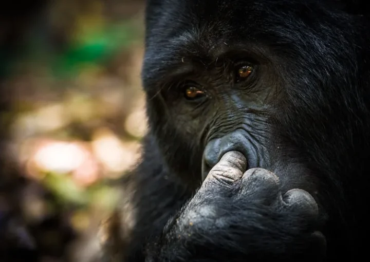 Gorilla Filming in Rushaga Sector | Bwindi Forest