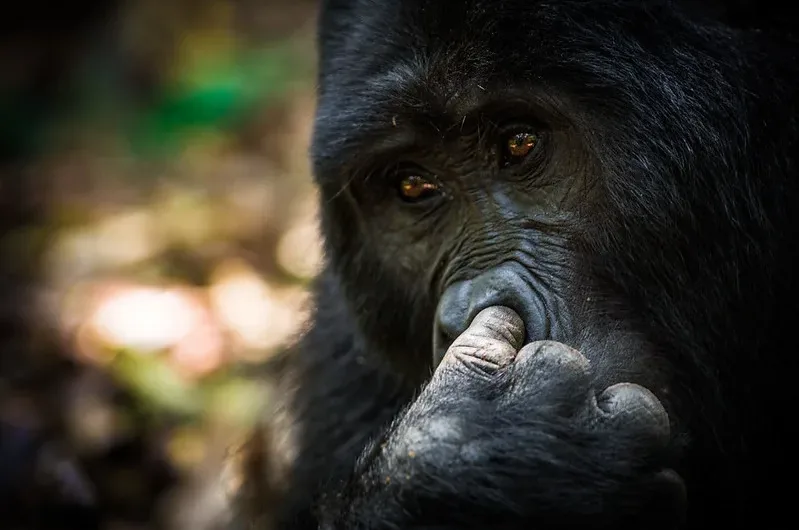 Gorilla Filming in Rushaga Sector | Bwindi Forest