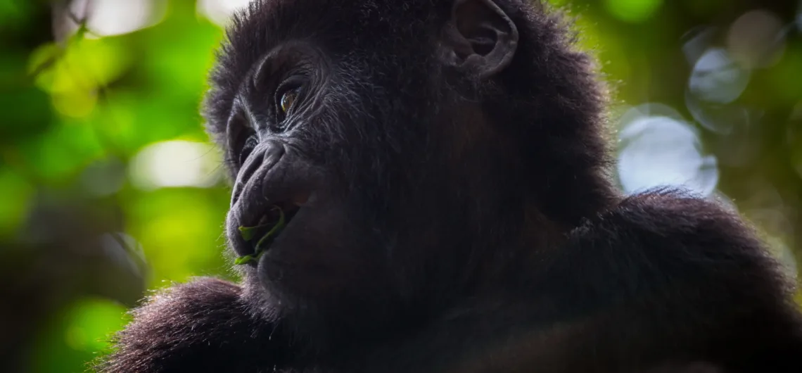 Gorilla Habituation Experience in Uganda.