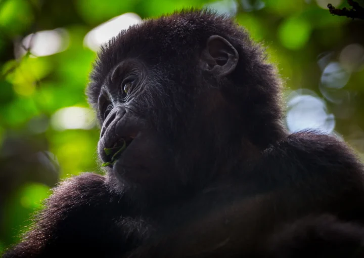 Gorilla Habituation Experience in Uganda.