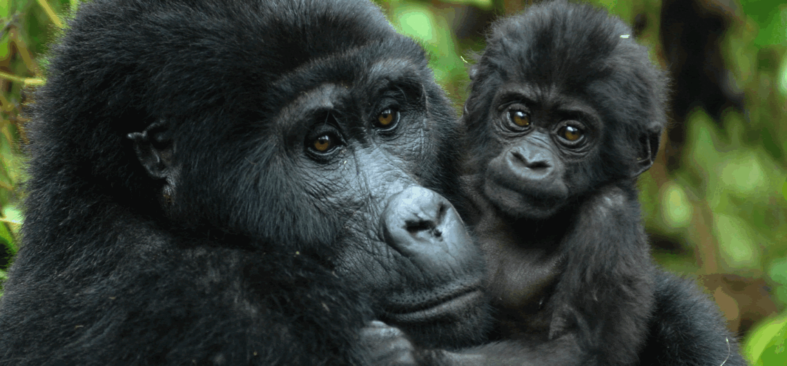 Gorilla Habituation Permits in Uganda.