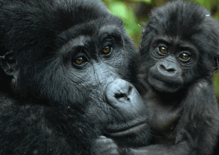 Gorilla Habituation Permits in Uganda.