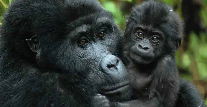 Gorilla Habituation experience holidays rushaga bwindi