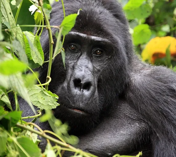 Gorilla Habituation experience through Kigali Airport Rwanda.