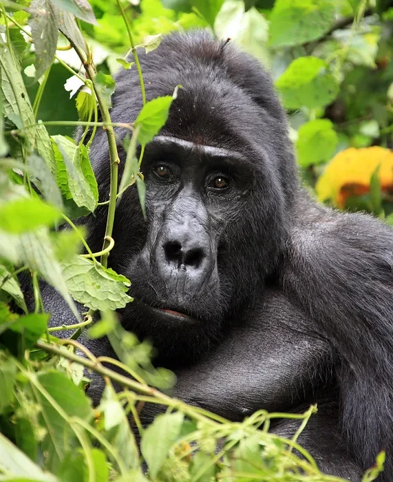 Gorilla Habituation experience through Kigali Airport Rwanda.