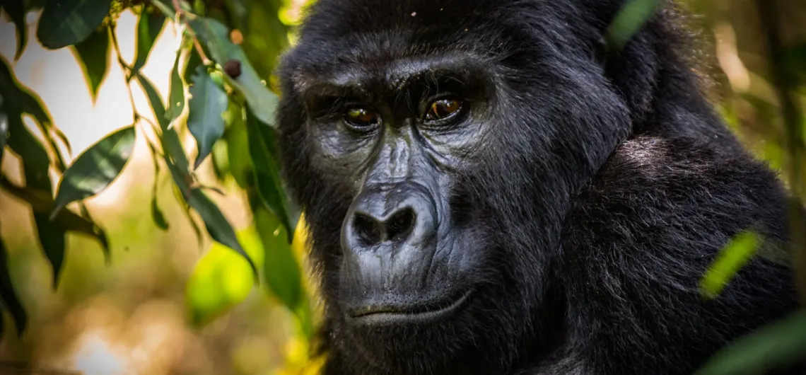 Gorilla Habituation vs. Gorilla Trekking in Uganda