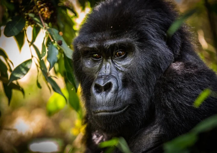 Gorilla Habituation vs. Gorilla Trekking in Uganda