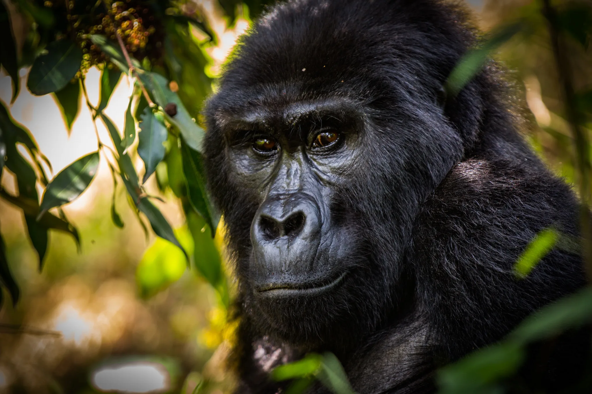 Gorilla Habituation vs. Gorilla Trekking in Uganda
