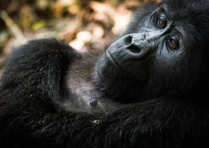 Gorilla Photography Safaris in Bwindi