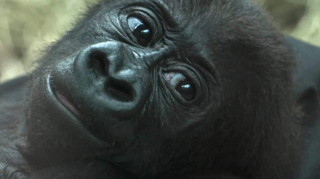 Gorilla Photography Safaris in Uganda