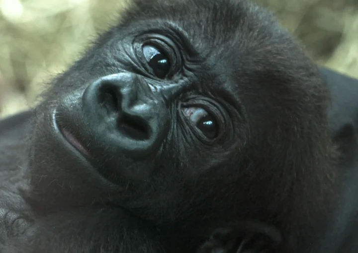 Gorilla Photography Safaris in Uganda