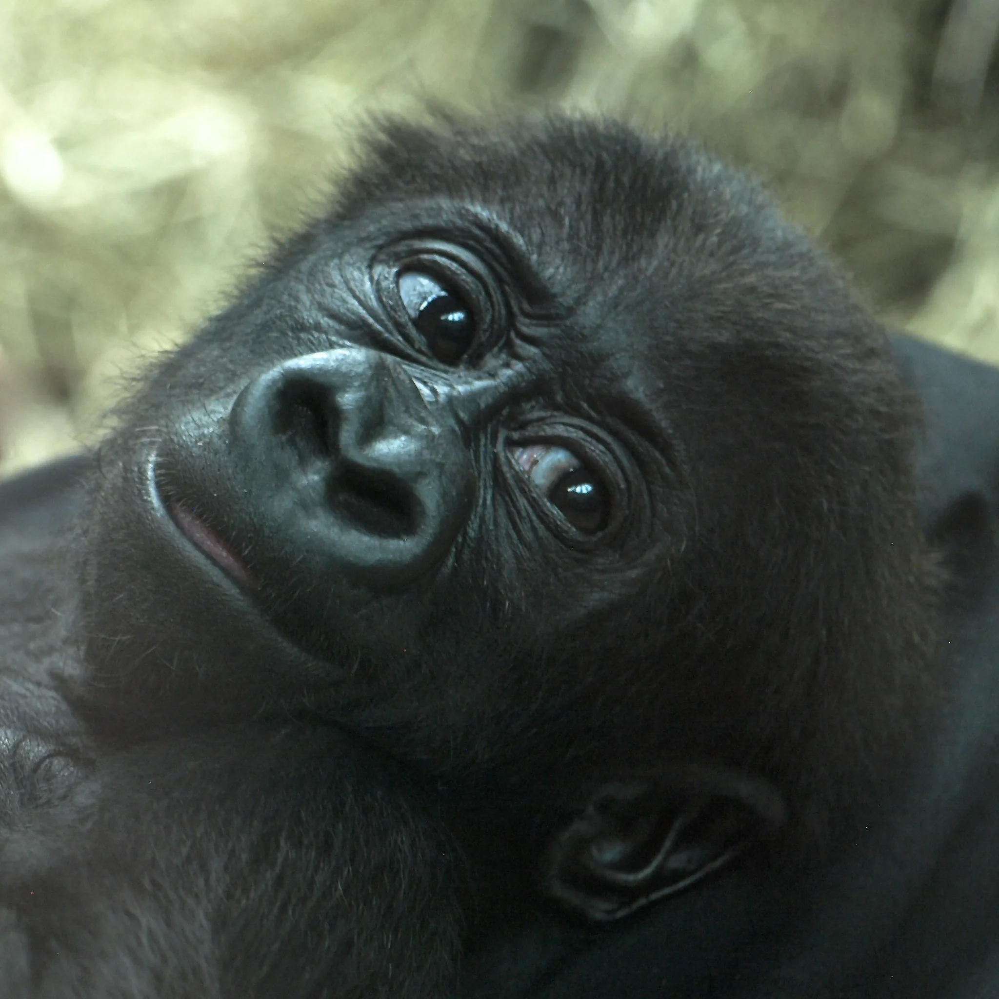 Gorilla Photography Safaris in Uganda