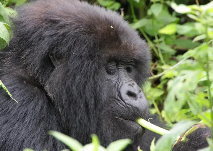 Gorilla Safaris with Katland Safaris