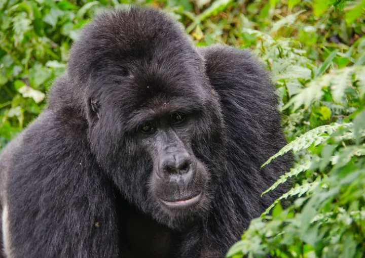 Gorilla Tour cost break down.