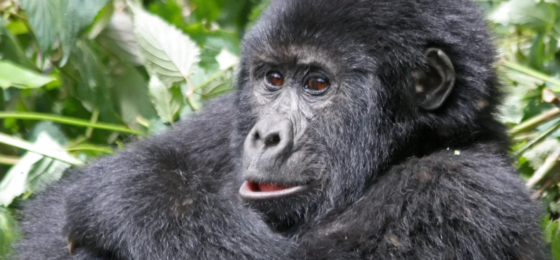 Gorilla Trekking Adventure in Uganda