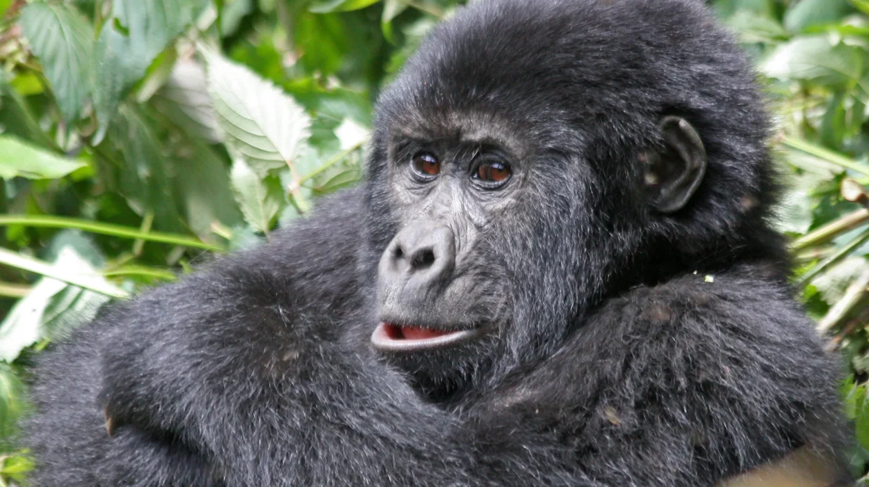 Gorilla Trekking Adventure in Uganda