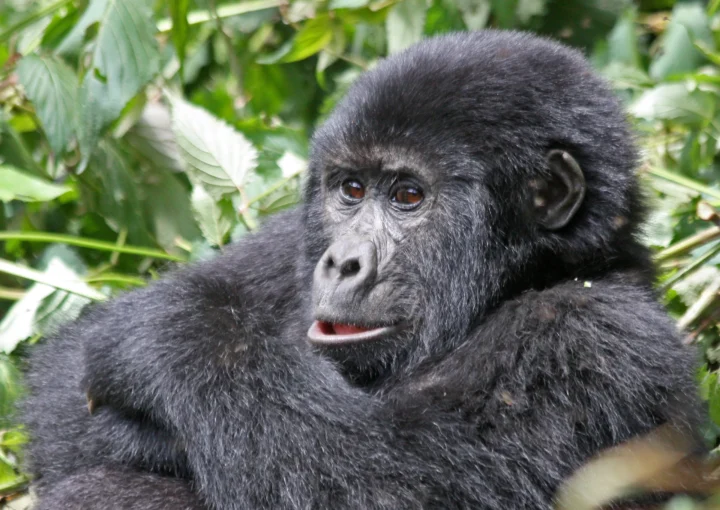 Gorilla Trekking Adventure in Uganda