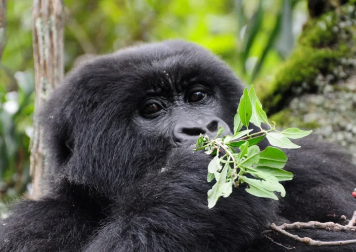 Gorilla Trekking Safaris for Teenagers