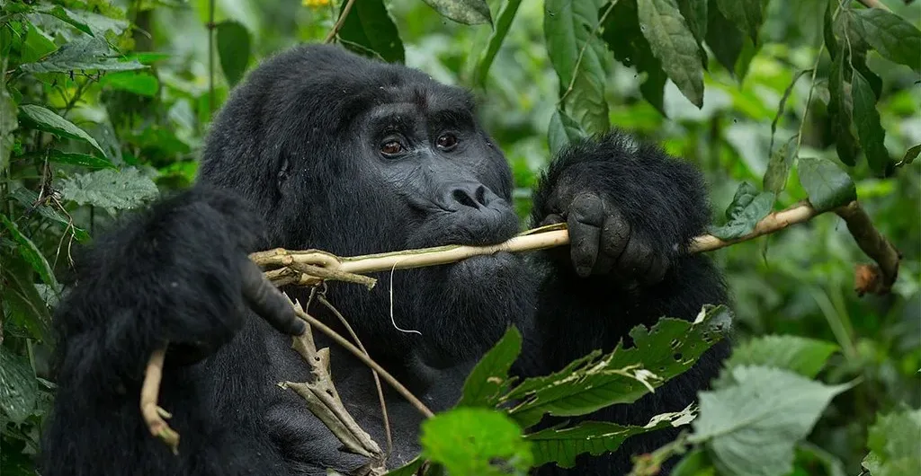 Gorilla Trekking for Couples