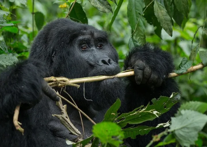 Gorilla Trekking for Couples