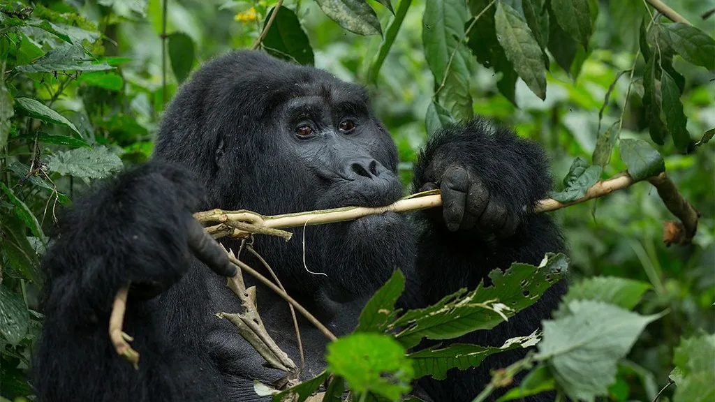 Gorilla Trekking for Couples
