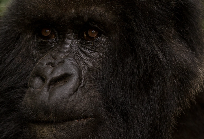 Gorilla trekking Bwindi vs. Mgahinga