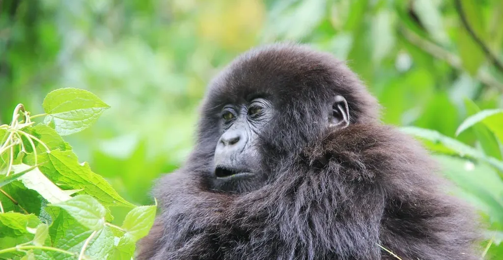 How to celebrate your birthday with gorillas of Volcanoes National Park. | Gorilla Trekking in Rwanda