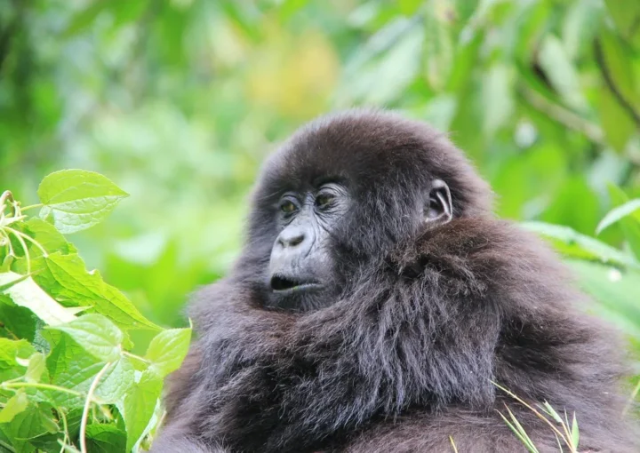How to celebrate your birthday with gorillas of Volcanoes National Park. | Gorilla Trekking in Rwanda