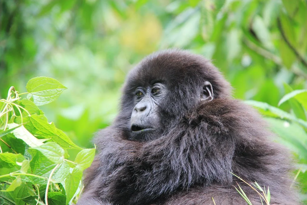 How to celebrate your birthday with gorillas of Volcanoes National Park. | Gorilla Trekking in Rwanda