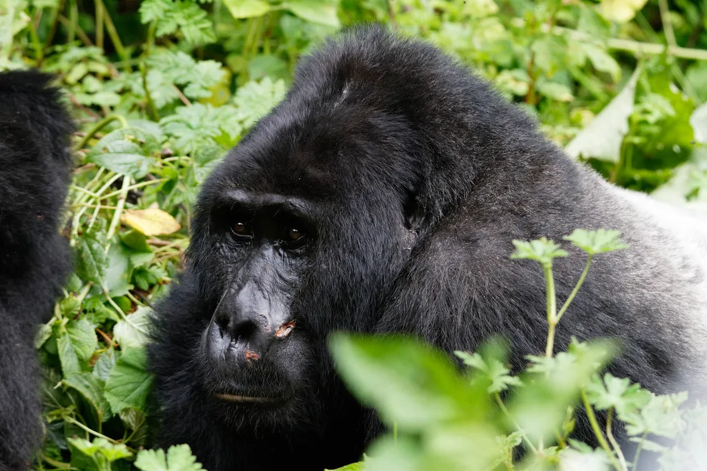 Gorilla Trekking in Summer Breaks