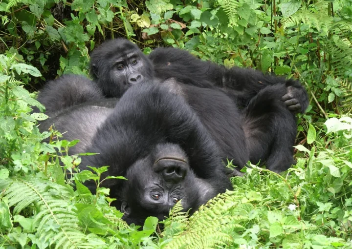 Gorilla Trekking in Uganda is cheaper