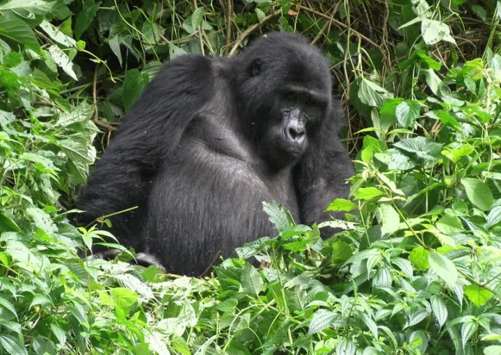 Gorilla and Uganda safaris from South Africa.