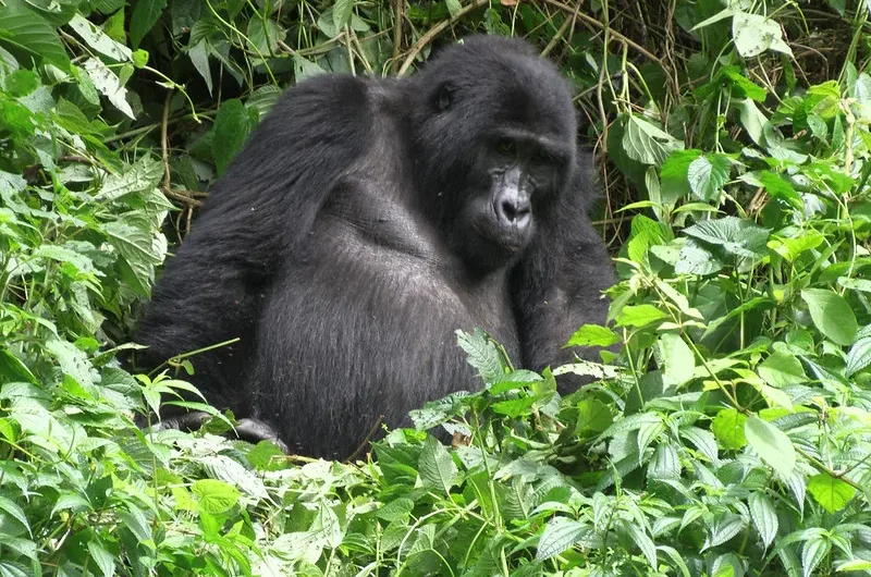 Gorilla and Uganda safaris from South Africa.