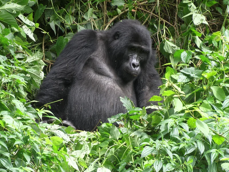 Gorilla and Uganda safaris from South Africa.