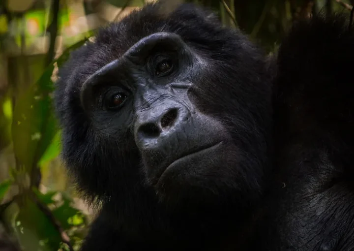 Gorilla filming safaris to Mgahinga | Uganda | Mountain Gorillas