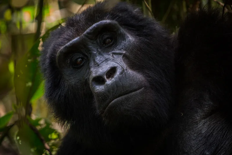 Gorilla filming safaris to Mgahinga | Uganda | Mountain Gorillas
