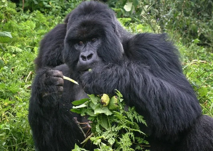 Gorilla filming using gorilla habituation permits.