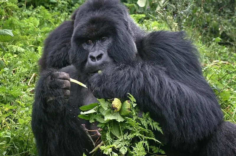 Gorilla filming using gorilla habituation permits.