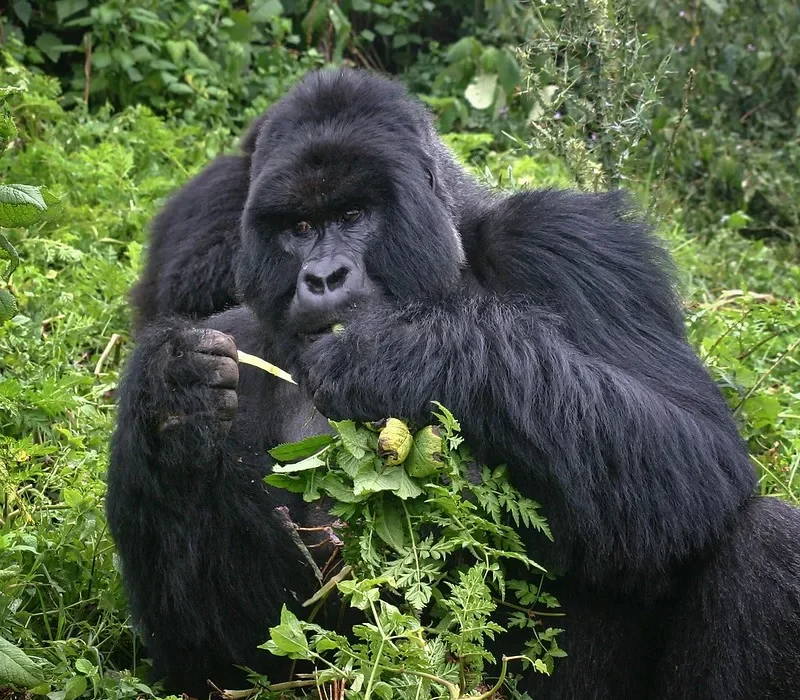 Gorilla filming using gorilla habituation permits.